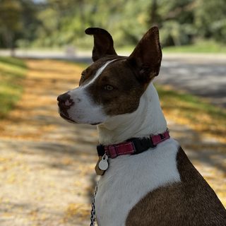 Honeybuns the dog, E.V.I.L.'s Chief Evil Officer